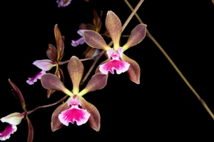 Encyclia Lorraine Smith Arnieberry AM/AOS 80 pts.